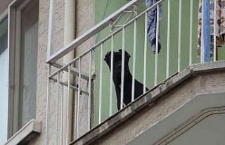 Evde bırakılarak misafirliğe gidilen köpek, polisi...