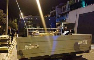 Evinde çok sayıda kedi köpek ölüsü bulunan kadın...