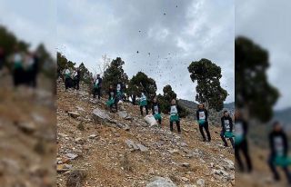 Feke’de sedir tohumları toprakla buluşuyor