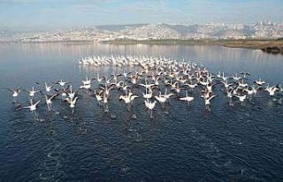 Flamingolar, kışa rağmen İzmit’ten göç etmedi