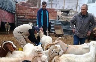 Gediz’de küçükbaş hayvanlara çiçek aşısı