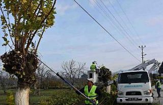 Germencik’te budanan ağaç dalları ihtiyaç sahiplerine...