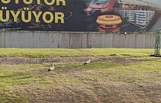 Göç etmeyi unutan leylek çifti Karabük’ü mesken...