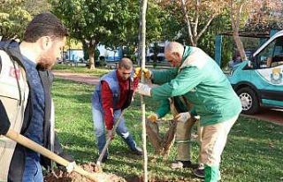 Haliliye’de peyzaj çalışmaları ile parklar yeşilleniyor