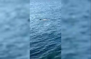 Hatay’da Akdeniz foku görüldü