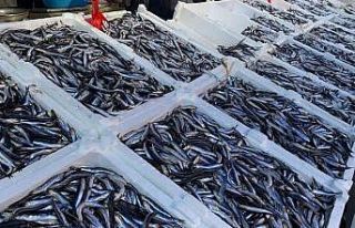 Havalar soğudu, hamsinin fiyatı arttı