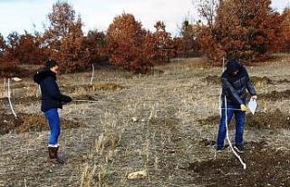 Hisarcık’ta ceviz fidanları ve dikim aralıklarının...