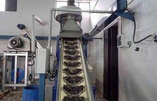 İcradan alındı, yeniden doğdu, rekora gidiyor