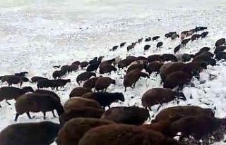 Iğdır’ın yüksek kesimlerine kar yağdı