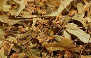 Ihlamurun kilosu 400 TL