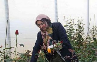 Isparta’da kesme gül seraları gelişiyor