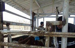 İthal hayvanların karantina ve sonrasındaki takipleri...