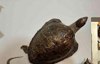 Kadıköy’de yabani hayvan boynuzu operasyonu