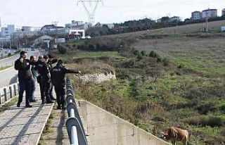 Kamyonetin çarptığı 2 inek yaralandı