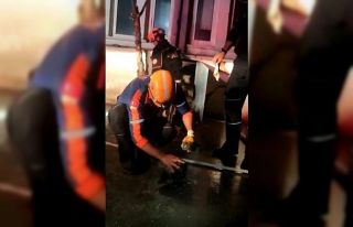 Kanalizasyon çukurundan kurtarılan yavru köpek...