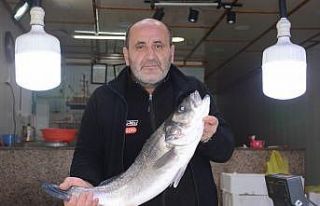 Karadeniz’de 4,5 kiloluk levrek avlandı