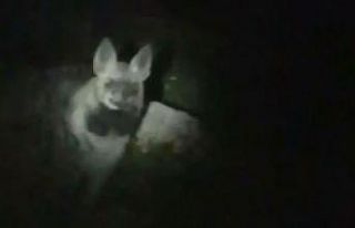 Karanlıkta karşısına 2 sırtlan çıktı