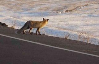 Karla kaplı arazide yiyecek arayan tilki görüntülendi
