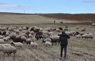 Kars’ta kar olmayınca hayvanlar meralara salındı