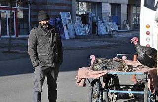 Kars’ta yılbaşı hindileri el yakıyor