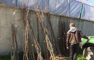 Kastamonu’da 450 çiftçiye 14 bin fidan dağıtıldı