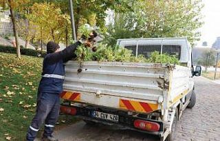 Kavşak ve refüjler 200 bin lale ile süslenecek