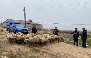 Kayıp hayvanlar dron ile bulundu