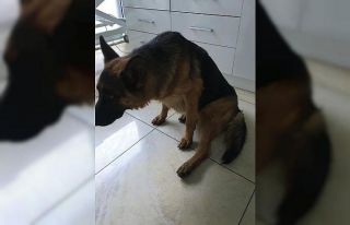 Kayıp köpek “hera”, yaralı halde bulundu