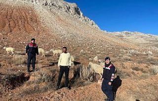 Kayıp Koyunlar Bulundu