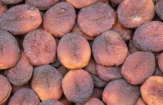 Kayısıda 11 ayda 350 milyon dolarlık ihracat