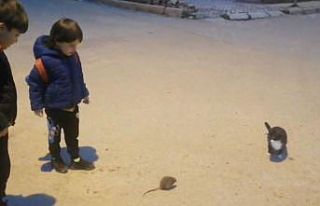 Kedi ile farenin oyunu kamerada