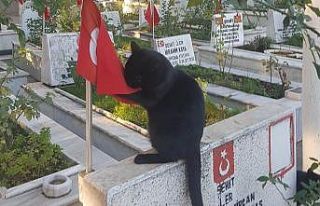 Kedi, şehitlikteki Türk bayrağını öptü
