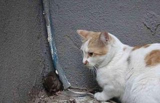 Kedinin fare ile oyunu