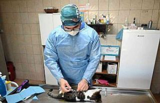 Kemer’de bin 425 sokak hayvanı kısırlaştırıldı