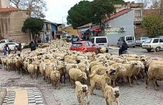 Kent merkezinden geçen koyun sürüsü ilginç görüntü...