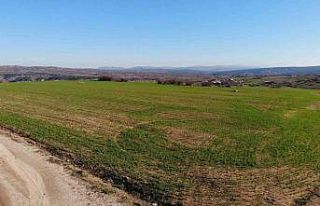 Kırklareli’de son yağışlarla buğday tarlaları...