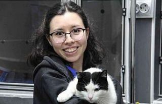 Kocaeli’de 19 bin 445 hayvanın kimliklendirildi