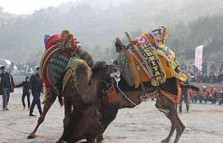 Koçarlı arenasında 150 deve kıran kırana güreşti