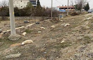 Konya’da otlayan 50’dan fazla koyun telef oldu