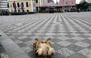 Köpeğin ilginç uyuma yöntemi
