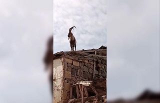Köpeklerden kaçan dağ keçisi evin damına çıktı