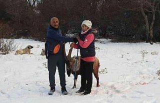 Köpeklerin saldırısına uğrayarak yaralanan dağ...