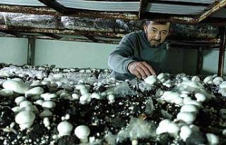 Köye üretim üssü kurdu, şehrin mantar ihtiyacını...