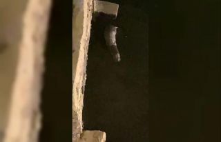 Küçükçekmece Gölü’nde su samuru sürprizi