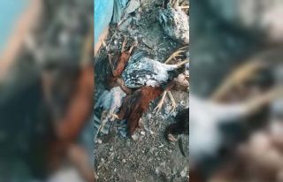 Kümese giren sansar tavukları telef etti