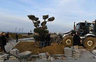 Lapseki’de Millet Bahçesine 350 yıllık zeytin...