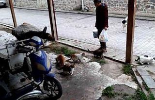 Lokantalarda artan yemekleri hayvanlar için topluyor