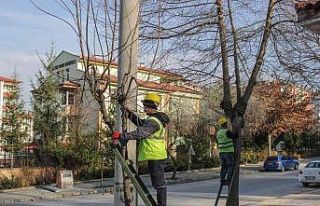 Mahallelerde ağaç budama çalışmaları