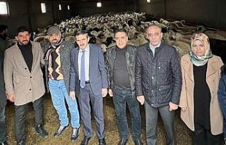 Malatya’da Akkaraman ırkı koyun yetiştiriciliği...