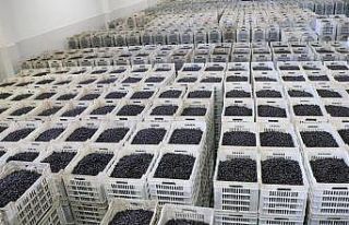 Marmarabirlik’ten 150 milyon lira ödeme